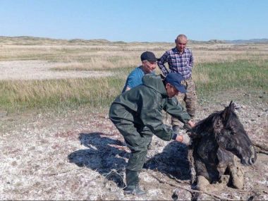 Увязшую в болоте лошадь спасли сотрудники МЧС
