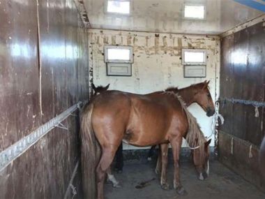 Бесхозный скот с общественных территорий города вывезен на специальные площадки