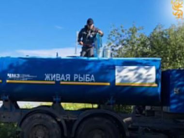 Более 83 тысяч сеголеток карпа выпустят в Шульбинское водохранилище