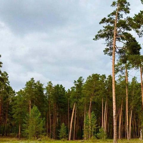 Более 30 нарушений выявлено прокурорами в ходе рейдов на территории &laquo;Семей орманы&raquo;