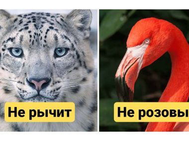 Поразительные факты о животном мире, которые мы не знали
