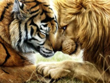Кто сильнее - лев или тигр?