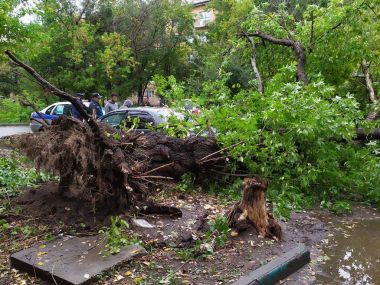 В Усть-Каменогорске упавшее дерево повредило несколько автомобилей