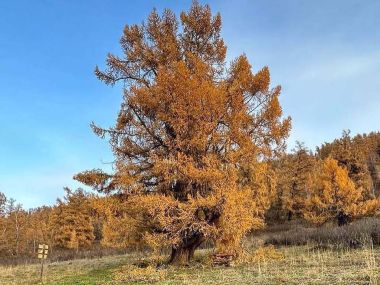 700-летнее дерево показали лесники ВКО