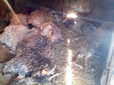 Возможно, волки: полтора десятка овец загрызли в ВКО