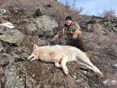 Оперативники отстрелили волков, напавших на скот в ВКО