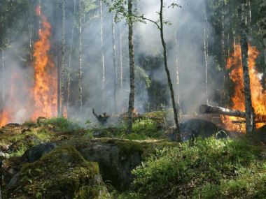 Только на отвод леса после пожара в области Абай потребуется 5 лет