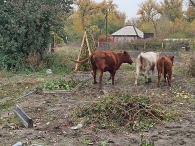 За бесхозный выпас скота привлекли к ответственности двух жителей дачного массива