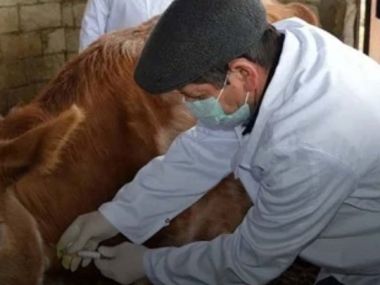 В области проводится вакцинация сельскохозяйственных животных