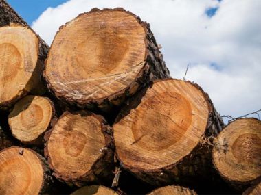 В области Абай планируют построить завод по переработке деревьев, пострадавших от пожара