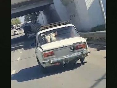 Буренки в «Жигулях» удивили семейчан. Водитель наказан