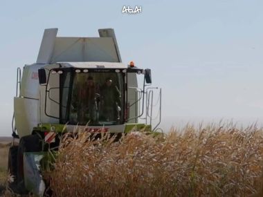 В области Абай убрано 143,8 тысяч га зерновых культур
