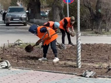 Началась высадка разных пород деревьев и цветов