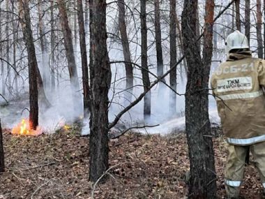 Лес, пострадавший при пожаре в «Семей орманы», продают за 4,5 миллиарда тенге