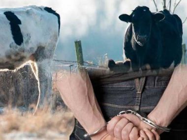 В области Абай задержан скотокрад
