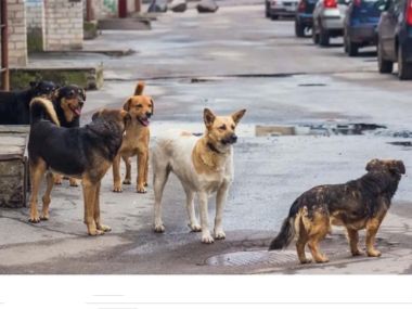 Нападение бродячих собак: как это стало проблемой для всей страны