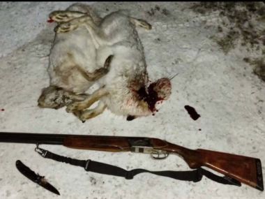 Полицейские области Абай изъяли у браконьера туши зайцев