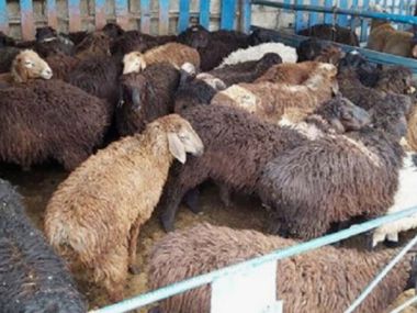 Определены специальные места для продажи и забоя жертвенных животных