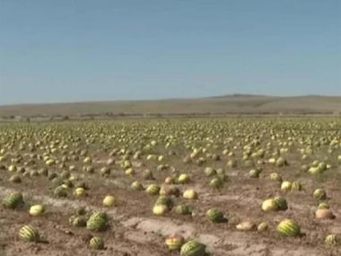 Урожай побило градом: фермеры не могут выплачивать кредиты