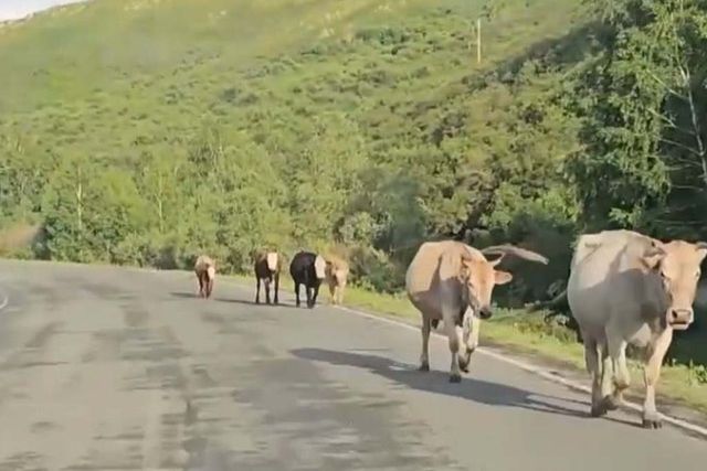 На востоке Казахстана установили защитные ограждения вдоль республиканских автодорог