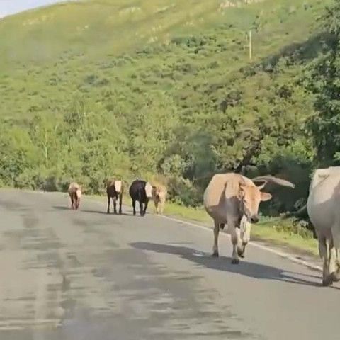 На востоке Казахстана установили защитные ограждения вдоль республиканских автодорог