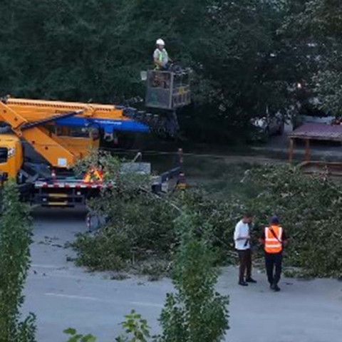 В Семее продолжаются работы по санитарной обрезке деревьев