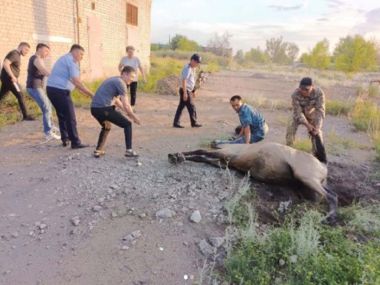 Курчатовские полицейские спасли лошадь, упавшую в глубокий колодец