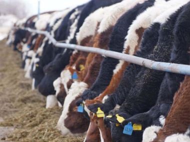 «Qaz Milk Semey» расширяет ассортимент продукции