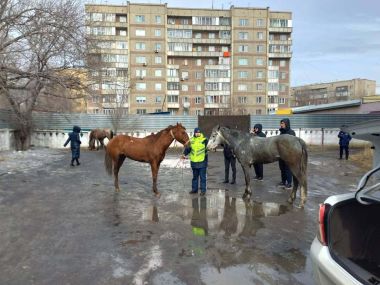 Бесхозные лошади в Семее: владелец привлечен к ответственности