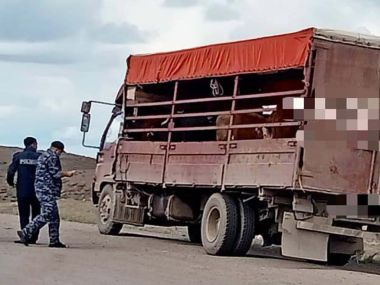 Рейды по профилактике скотокрадства проходят в Аягузском районе