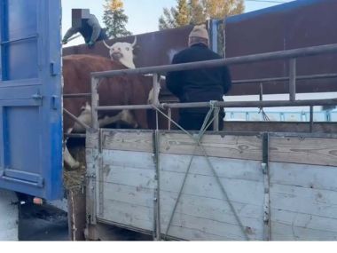 Полицейские раскрыли кражу скота на миллионы в ВКО