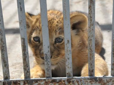 Заместитель директора зоопарка сел на скамью подсудимых