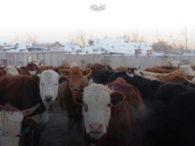 В Кокпектинском районе активно реализуется проект «Ауыл аманаты»