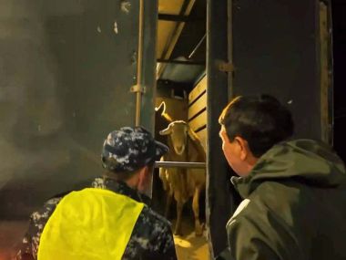 Восемь групп и пять раскрытых краж прошлых лет: в области Абай пресекают скотокрадство