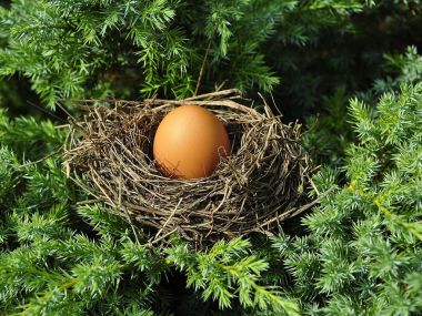 Что за птица откладывает самые крупные яйца?
