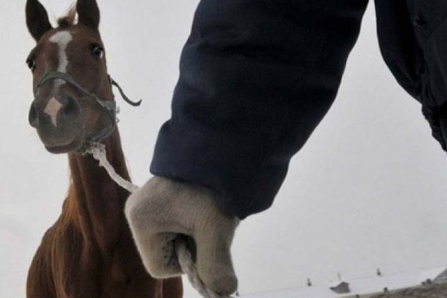 В области Абай продолжается ОПМ &laquo;Скотокрад&raquo;: пресечено 162 правонарушения