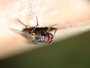 Почему мухи не падают с потолка