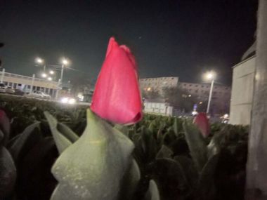Первые тюльпаны расцвели в Казахстане