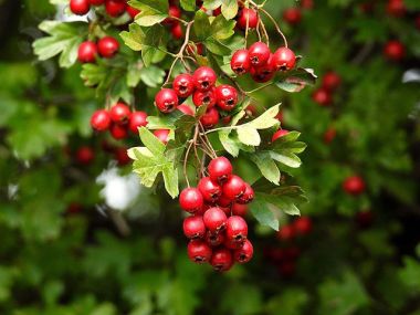 Народные рецепты лечения заболеваний сердца и сосудов