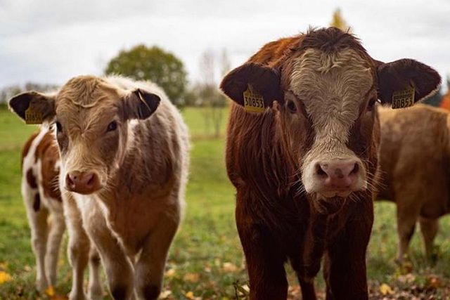 Почему сельское хозяйство в Казахстане на грани кризиса: мнение депутата