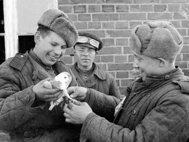80 лет Победы: Как собаки, кони и коты спасали жизни в Великую Отечественную
