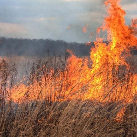Возгорание сухой травы и камыша тушат в области Абай
