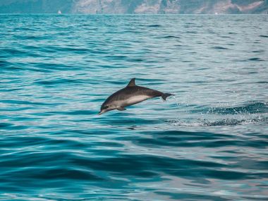 Правда ли, что акулы сотрудничают с дельфинами?