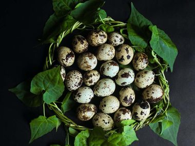Перепелиные яйца: польза для организма