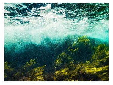 Древнейшие на Земле: Интересные факты о водорослях