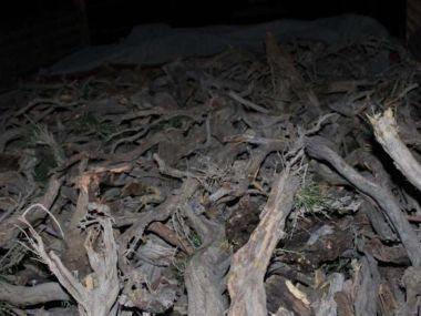 100 уголовных дел возбуждено за незаконную порубку деревьев